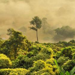A tropical rainforest, photographed from above, with mist and low light.