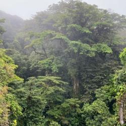 Cloud forest: crowns trees in a misty tropical rainforest.