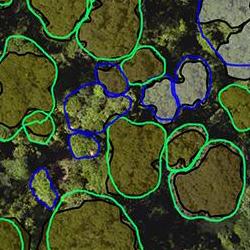 An overhead image of a forest with tree crowns circled to show individual trees and areas without trees.