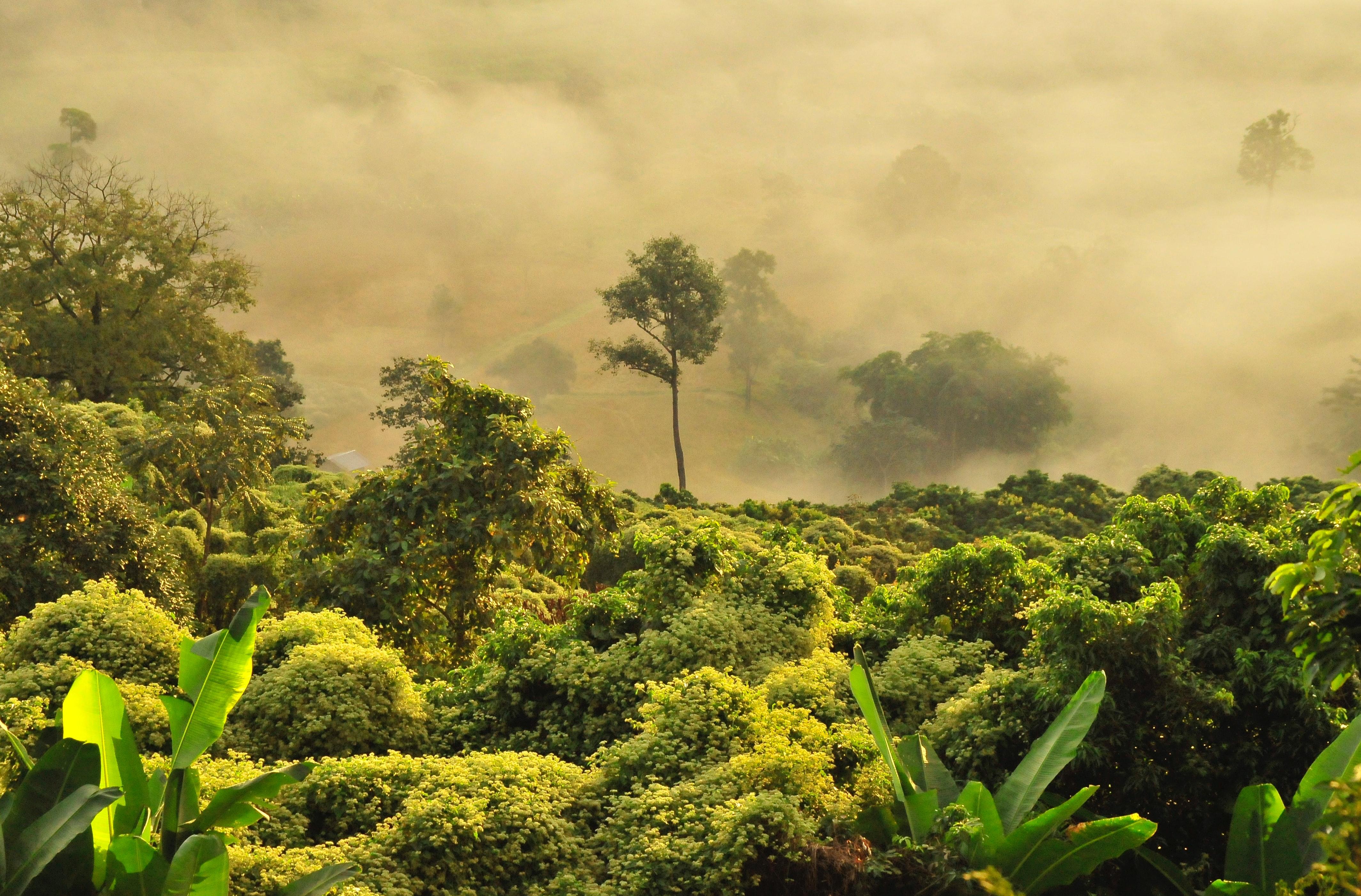 A tropical rainforest, photographed from above, with mist and low light.