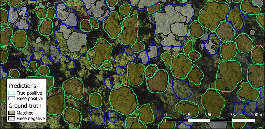 An overhead image of a forest with tree crowns circled to show individual trees and areas without trees.