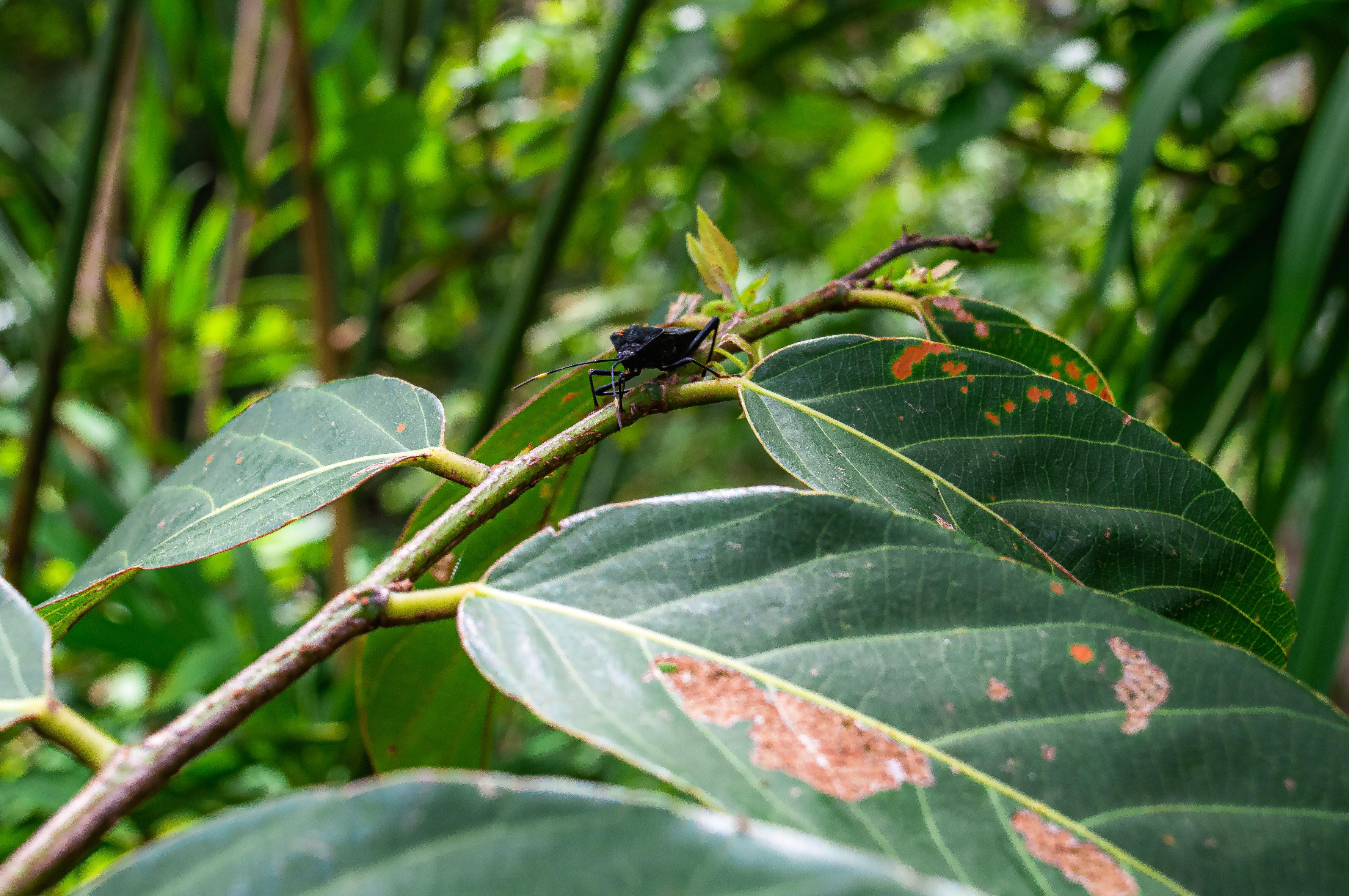 A closeup image of an insect sitting on a leaf in a tropical forest.