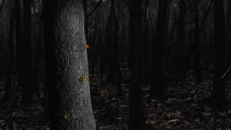 A tree blackened by fire with new shoots emerging from the trunk.