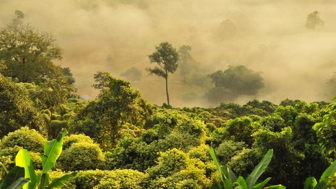 A tropical rainforest, photographed from above, with mist and low light.