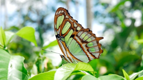 A butterfly sits on a leaf in a tropical rainforest setting.
