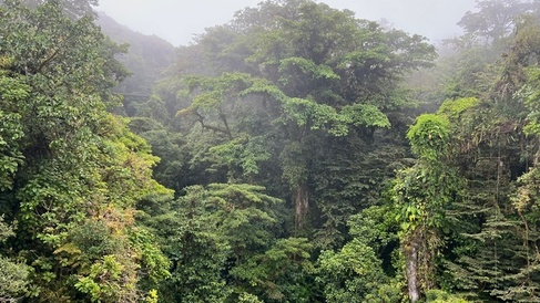 Cloud forest: crowns trees in a misty tropical rainforest.