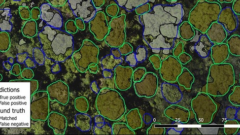 An overhead image of a forest with tree crowns circled to show individual trees and areas without trees.