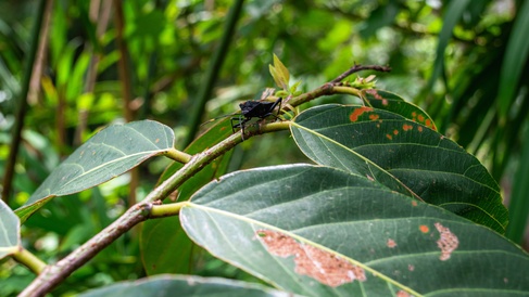 A closeup image of an insect sitting on a leaf in a tropical forest.