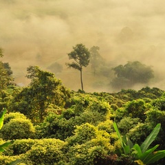 A tropical rainforest, photographed from above, with mist and low light.