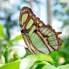A butterfly sits on a leaf in a tropical rainforest setting.