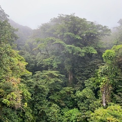 Cloud forest: crowns trees in a misty tropical rainforest.