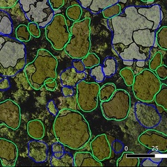 An overhead image of a forest with tree crowns circled to show individual trees and areas without trees.