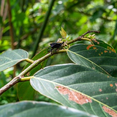 A closeup image of an insect sitting on a leaf in a tropical forest.