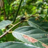 A closeup image of an insect sitting on a leaf in a tropical forest.