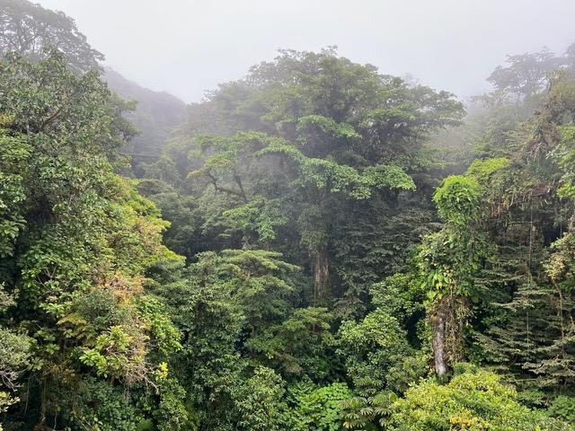 Cloud forest: crowns trees in a misty tropical rainforest (credit: Anil Madhavapeddy). Cloud forest: crowns trees in a misty tropical rainforest.